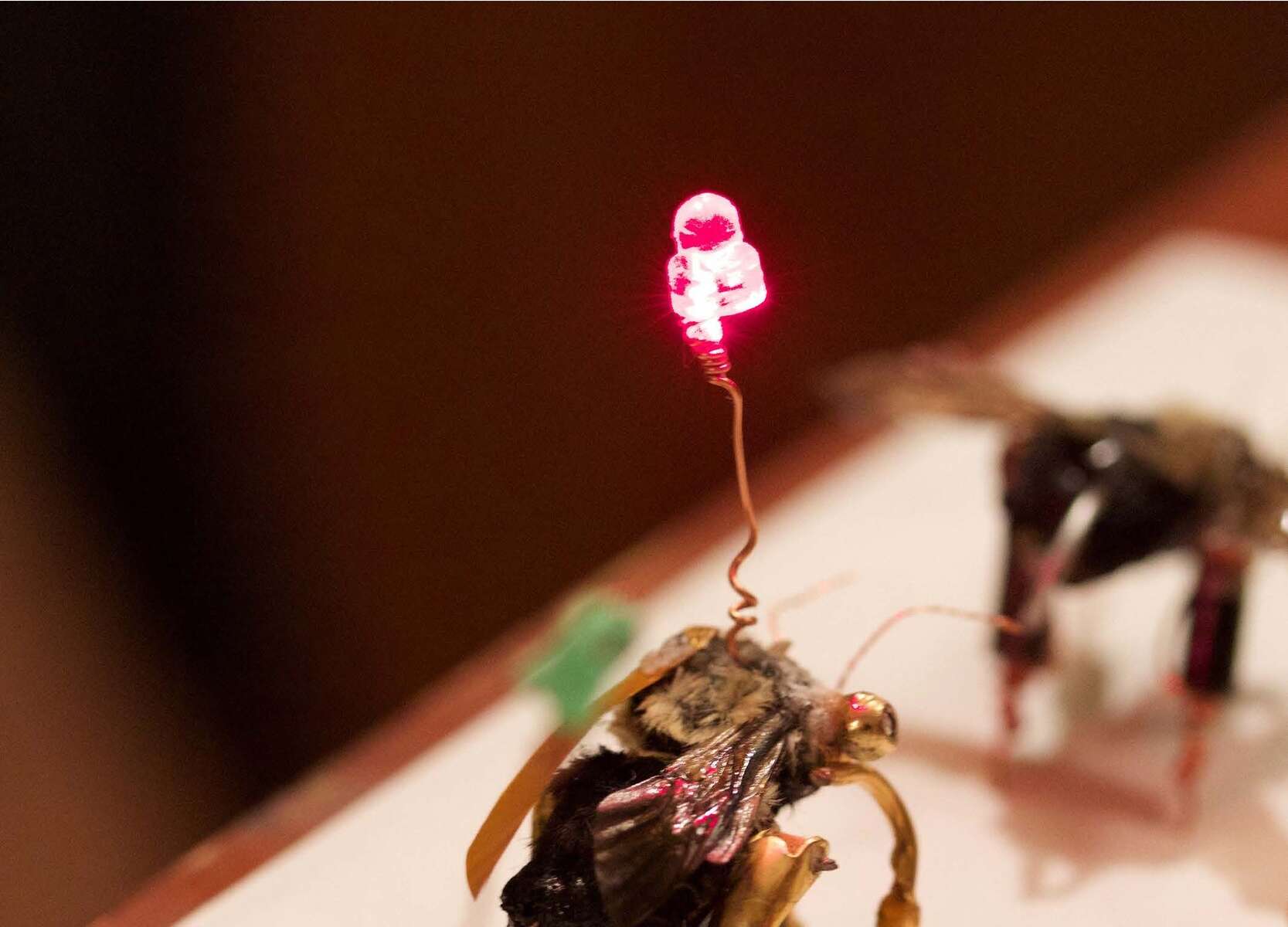 Cover of the CJC special issue featuring a photograph of a robot bee